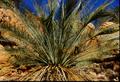 Ron/S2_cycad
