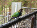 Parrot1