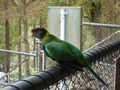 Parrot2