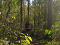 bush track