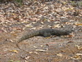 Goanna