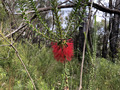 Beaufortia sparsa, commonly known as swamp bottlebrush,