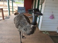 Emu entering the cafe