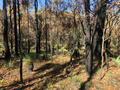 Forest near Wungong