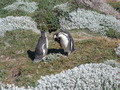 Penguin1