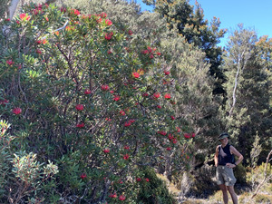 big bush of Tasmanian Waratah