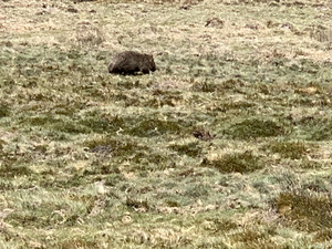 Wombat on the run