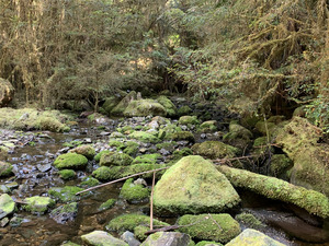 Creek in Ramsay Forest