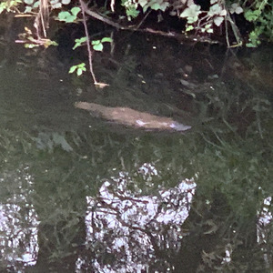 Platypus in Kermandie River 1