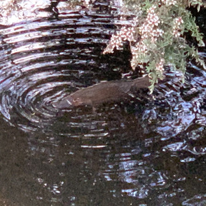 Platypus in Kermandie River 2