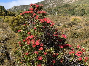 Tasmanian Waratah in Hartz Mts. Nat'l.Park