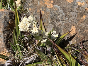 Milligania densiflora