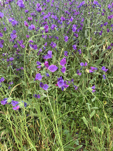 Echium Plantagineum