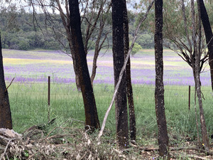 Sea of Echium Plantagineum