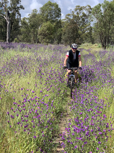 Riding thru Echium Plantagineum