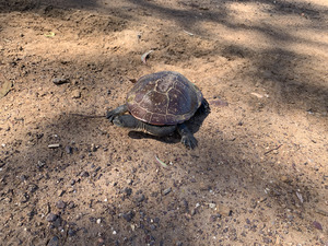 Tortoise