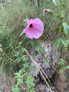 Close-up of Hibiscus petherickii