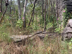 Hibiscus petherickii