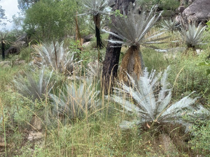 Grove of silver cycads, Cycas calcicola