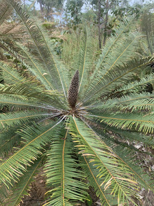 Cycads with male cone