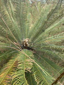 Cycads with female cone