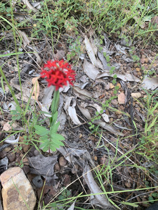 Pimelea punicea