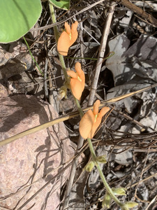 Orange blossoming plant