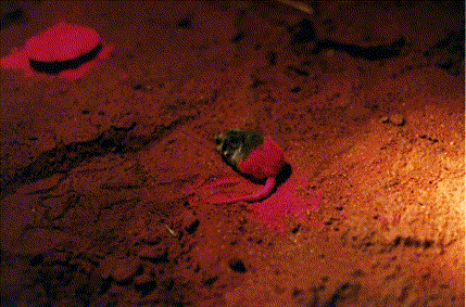 Dunnart powdered with fluorescent